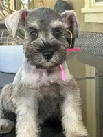 Lila, a female Miniature Schnauzer for sale in Temecula, CA – 4 of 4