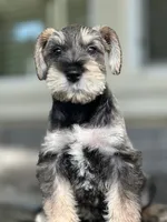 Paco , a male Miniature Schnauzer for sale in Temecula, CA – 3 of 3
