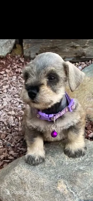 Katie  – Miniature Schnauzer puppy for sale in Temecula, CA