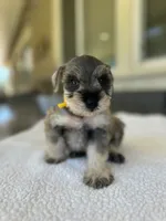 Mack, a male Miniature Schnauzer for sale in Temecula, CA – 3 of 3