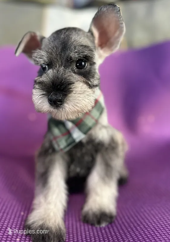 Tom  – Miniature Schnauzer puppy for sale in Temecula, CA