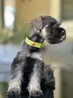 Mimi, a female Miniature Schnauzer for sale in Temecula, CA – 2 of 3