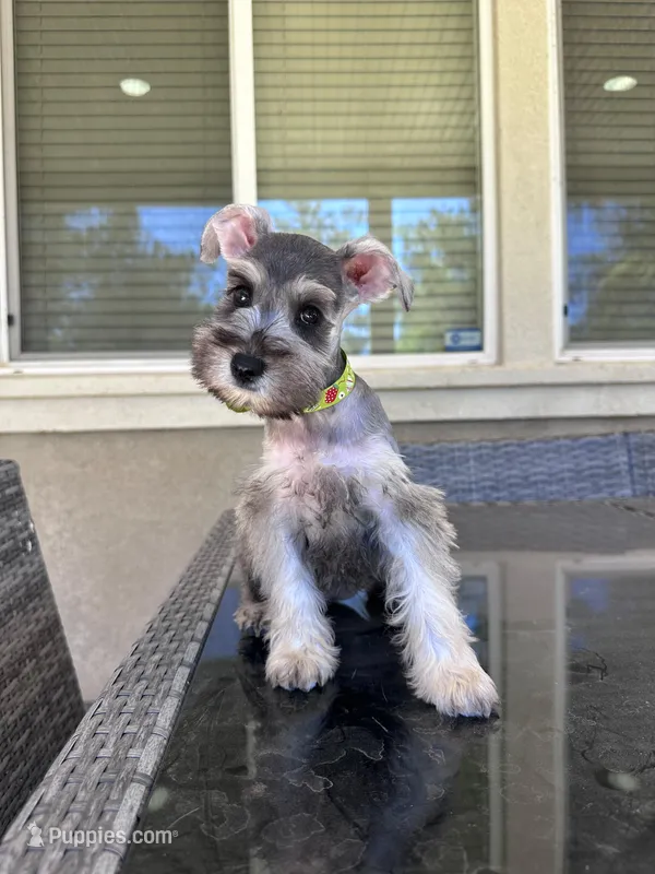 Mimi – Miniature Schnauzer puppy for sale in Temecula, CA