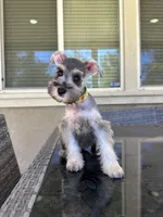 Mimi, a female Miniature Schnauzer for sale in Temecula, CA – 1 of 2