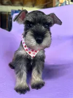Luna , a female Miniature Schnauzer for sale in Temecula, CA – 1 of 2