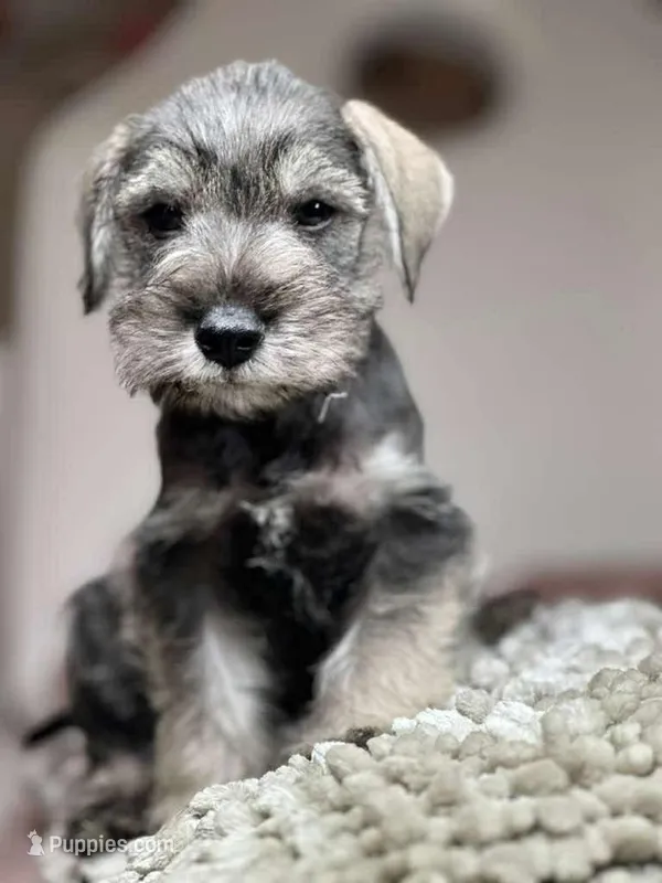 prince – Miniature Schnauzer puppy for sale in Temecula, CA