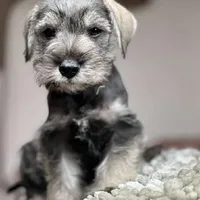 prince, a male Miniature Schnauzer for sale in Temecula, CA – Photo 1 of 2