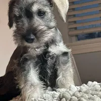 prince, a male Miniature Schnauzer for sale in Temecula, CA – Photo 2 of 2