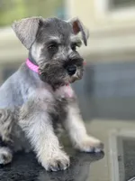 Lila, a female Miniature Schnauzer for sale in Temecula, CA – 3 of 4