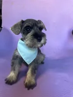 Shay , a female Miniature Schnauzer for sale in Temecula, CA – 2 of 2