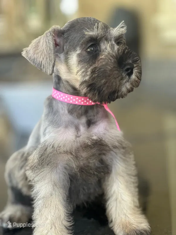 Lila – Miniature Schnauzer puppy for sale in Temecula, CA