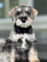 Paco , a male Miniature Schnauzer for sale in Temecula, CA – 2 of 3