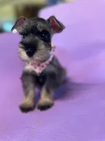 Luna , a female Miniature Schnauzer for sale in Temecula, CA – 2 of 2