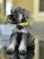 Mimi, a female Miniature Schnauzer for sale in Temecula, CA – 3 of 3
