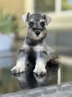 Tommy, a male Miniature Schnauzer for sale in Temecula, CA – 2 of 3