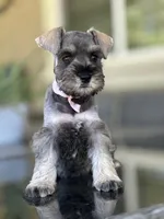 Tina, a female Miniature Schnauzer for sale in Temecula, CA – 3 of 3