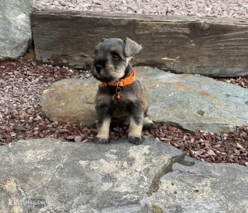 Tammy – Miniature Schnauzer puppy for sale in Temecula, CA