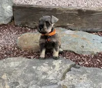 Tammy, a female Miniature Schnauzer for sale in Temecula, CA – 1 of 1