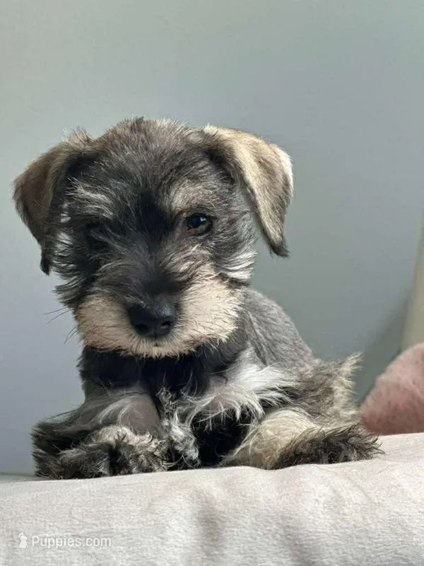 mimi – Miniature Schnauzer puppy for sale in Temecula, CA