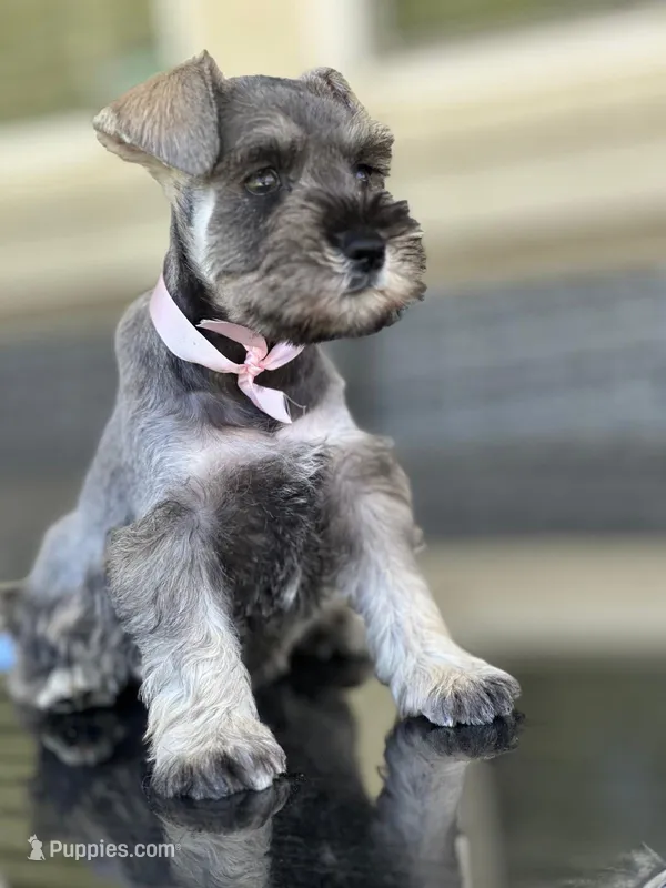 Tina – Miniature Schnauzer puppy for sale in Temecula, CA