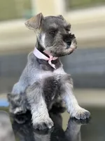 Tina, a female Miniature Schnauzer for sale in Temecula, CA – 2 of 3