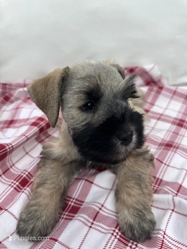 Nino – Miniature Schnauzer puppy for sale in Temecula, CA
