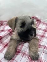 Nino, a male Miniature Schnauzer for sale in Temecula, CA – Photo 1 of 4