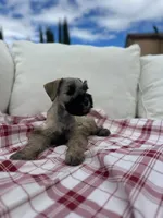 Nino, a male Miniature Schnauzer for sale in Temecula, CA – Photo 4 of 4