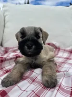 Nino, a male Miniature Schnauzer for sale in Temecula, CA – Photo 2 of 4