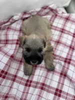 Nino, a male Miniature Schnauzer for sale in Temecula, CA – Photo 3 of 4
