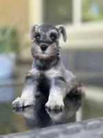 Tommy, a male Miniature Schnauzer for sale in Temecula, CA – 3 of 3