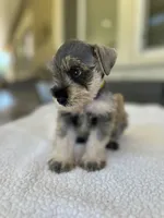 Mack, a male Miniature Schnauzer for sale in Temecula, CA – 2 of 3