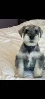 kyle, a male Miniature Schnauzer for sale in Temecula, CA – 3 of 3