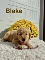 Blake, a male Golden Retriever for sale in Hutchinson, KS – 1 of 1
