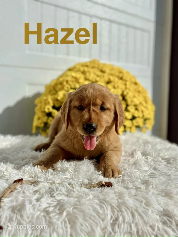 Hazel – Golden Retriever puppy for sale in Hutchinson, KS