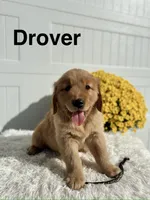 Drover, a male Golden Retriever for sale in Hutchinson, KS – 1 of 1