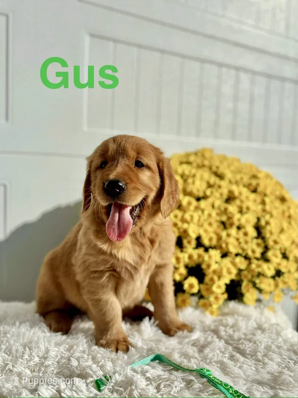 Gus – Golden Retriever puppy for sale in Hutchinson, KS