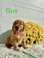 Gus, a male Golden Retriever for sale in Hutchinson, KS – 1 of 1