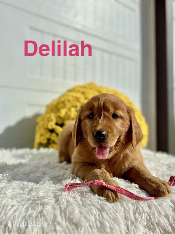 Delilah  – Golden Retriever puppy for sale in Hutchinson, KS