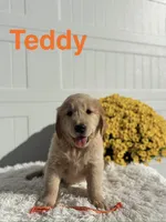 Teddy, a male Golden Retriever for sale in Hutchinson, KS – 1 of 1