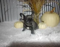 Sasha, a female French Bulldog for sale in Dundee, OH – 8 of 8