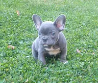 Asher, a male French Bulldog for sale in Dundee, OH – 7 of 8