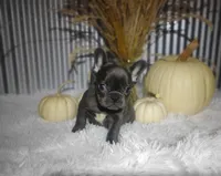 Sasha, a female French Bulldog for sale in Dundee, OH – 7 of 8
