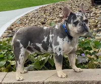 Brandi, a female French Bulldog for sale in Dundee, OH – Photo 8 of 8