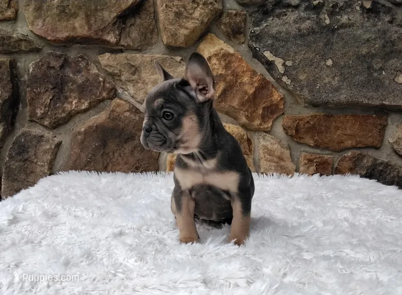 Brandi, a female French Bulldog for sale in Dundee, OH – Photo 1 of 8