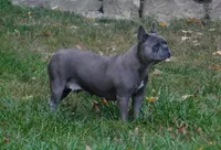 Brandi, a female French Bulldog for sale in Dundee, OH – Photo 7 of 8