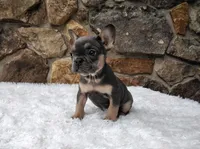 Brandi, a female French Bulldog for sale in Dundee, OH – Photo 6 of 8