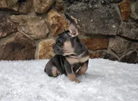 Brandi, a female French Bulldog for sale in Dundee, OH – Photo 4 of 8