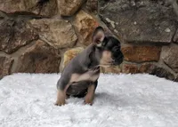Brandi, a female French Bulldog for sale in Dundee, OH – Photo 5 of 8