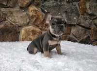 Brandi, a female French Bulldog for sale in Dundee, OH – Photo 2 of 8
